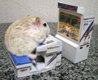 Hamstertom's Avatar