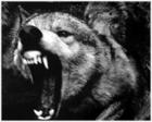 *WoLvEs*'s Avatar