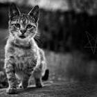 MrSuperStar's Avatar