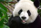 ♥ Panda.