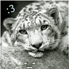 Snow-_-Leopard's Avatar