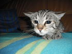 iBetter's Avatar