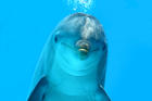 Dolphin.'s Avatar