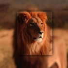 Loewengrube's Avatar