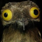 Optimiesmussmuschel's Avatar