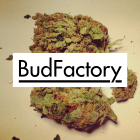 BudFactory's Avatar