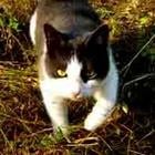 MagistrAVSH's Avatar