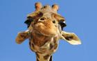 *Giraffe*'s Avatar