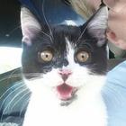 Sᵏᵞᴸᴵᴺᴱ's Avatar