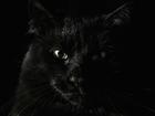 dark__cat's Avatar