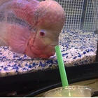 toastedpiece's Avatar