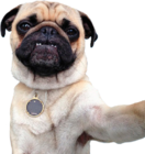 puggo's Avatar