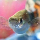 cosmicguppies's Avatar