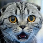 KittenStore's Avatar