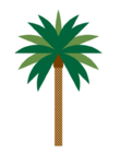 palm tree's Avatar